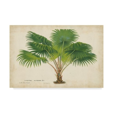 Horto Van Houtteano 'Palm Of The Tropics V' Canvas Art,30x47